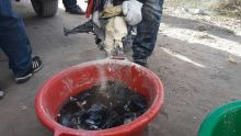 La Direction des douanes malgache a incinéré les 140 kilos de drogue saisis