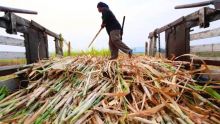 Estimations revues à la baisse : vers une production de 225 000 tonnes de sucre cette année