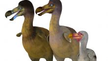 Une société américaine et la Mauritian Wildlife Foundation tentent de ressusciter le dodo