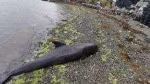 Sud-Est : 13 dauphins morts, selon un bilan à 13h30