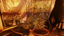 À Albion : arrêté pour avoir cultivé du cannabis chez lui