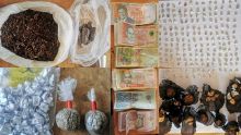 Rivière-Noire : saisie de Rs 2, 2 M de drogues chez une jardinière