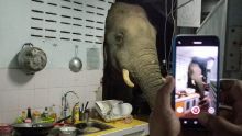 Un éléphant dans la cuisine : une famille thaïlandaise reçoit la visite répétée d'un mastodonte