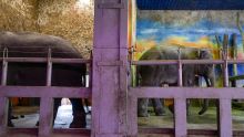 Le plus grand zoo d'Ukraine piégé près de la ligne de front