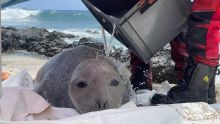 La Réunion : blessée par des hameçons, une éléphante de mer secourue 