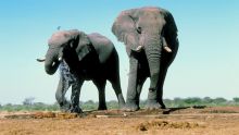 Hindu Maha Jana Sangham souhaite accueillir deux éléphants à Kaylasson