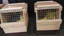 Arrivée en provenance de l’Afrique du Sud : la gérante d’un Pet Shop est interceptée avec 44 oiseaux dans ses valises 