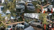 Flic-en-Flac : la chute d'une grosse branche de filao endommage pas moins de quatre voitures 