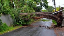 Cyclone Freddy – Pointe-aux-Canonniers : un filao n’a pu résister aux rafales