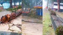 Plage de Flic en Flac : Un arbre s’écrase sur un van de fast-food