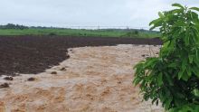 Forbach : l’eau envahit des plantations 