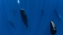 Couler l’épave du Wakashio à 8 milles nautiques de nos côtes pourrait être une menace pour les baleines, selon Forbes