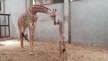 Casela Nature Parks : naissance de la première girafe à Maurice