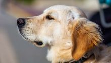 Blanchiment d'argent : après l'opération «rass ledan», l'Icac s'intéresse aux chiens de race 