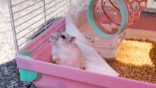Covid: fureur à Hong Kong après la décision d'éliminer massivement les hamsters
