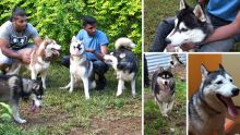 Le husky sibérien, un amour de chien !