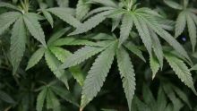4 Minutes aux 4 Coins du Monde : cannabis, le Luxembourg veut légaliser sa production et sa consommation