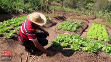 Appel de la Small Planters Association : «Cultivez vos propres légumes» 