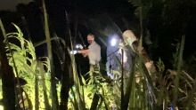 Côte-D'Or : le corps d'une femme découvert dans un champ de canne, son fils arrêté