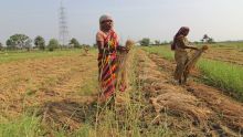 Consommation - riz ration : l’Inde vient à la rescousse de Maurice