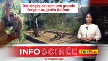 [Info Soirée] : Singes agressifs au jardin Balfour : «Zot kav bless zanfan», s’inquiètent des habitants