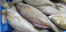 Fisheries Transparency Initiative - Secteur de la pêche : Maurice pèche par manque de transparence 