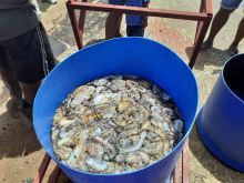 L'interdiction de la pêche au poulpe étendue de deux mois