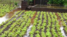 Culture vivrière : les pluies ont affecté plus de 50 % des plantations de légumes