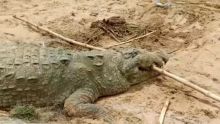Inde : Un garçon de 10 ans «avalé» par un crocodile géant rapporte IndiaToday
