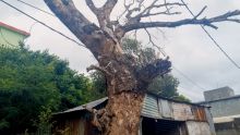 À Elahibaksh Lane, Terre-Rouge : Un arbre représente un danger pour le public