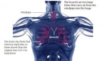 Omicron se réplique 70 fois plus vite dans les tissus bronchiques et 10 fois plus lentement dans les poumons