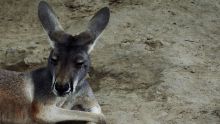 Un kangourou succombe à des jets de pierres de visiteurs dans un zoo chinois