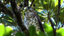 Kestrel déclaré oiseau national de Maurice : « Un symbole d’espoir pour la flore et la faune », dit le Dr Vikash Tatayah 
