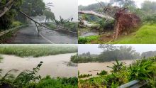 Tempête Eleanor : Champ de canne inondé et chutes d’arbres à Belle-Rive