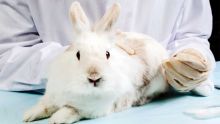 freedom of speech gp essay Youth Debate: Should animal testing be banned