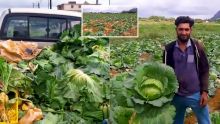 Troisième jour de confinement : à Saint-Pierre, des légumes vendus en bord de route à prix 'normal'