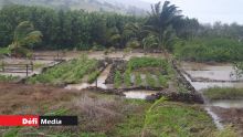 Post-Calvinia : la situation des planteurs au menu d’une réunion au ministère de l'Agro-industrie