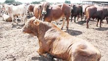 Foot and mouth disease outbreak: Threats for the local livestock