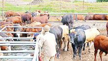 FMD: Rs 17.6M to breeders