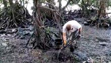 Petit Bel-Air, à Mahébourg : au grand nettoyage des racines de mangroves, étouffant dans l'hydrocarbure