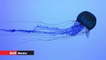 Méduses signalées à Mont Choisy et Trou-aux-Biches : prudence en mer