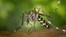 Épidémie - Dengue : 349 cas enregistrés, dont 173 actifs 