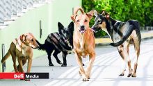 Campagne de d’enregistrement de la MSAW : 420 chiens enregistrés en trois jours
