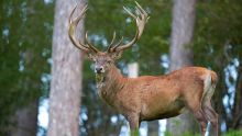 Ouverture de la chasse le 1er juin - Viande de cerf : jusqu’à Rs 190 le demi-kilo