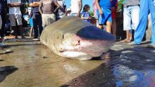 Eaux territoriales mauriciennes - Potentielles attaques de requins : la sonnette d’alarme tirée depuis longtemps