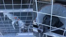 À  Port-Louis : deux Labradors et un Dalmatien attaqués à l’acide