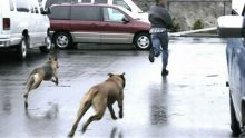 Police Quarters à Triolet : les chiens d’un haut gradé s’en prennent aux passants