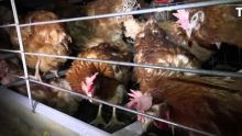 France : un élevage de 185 000 poules soupçonné d’être à l’origine de cancers