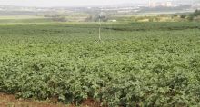 50 % des plantations endommagées : le pays va importer des légumes d’Afrique du Sud