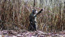 Menace à la sécurité alimentaire : Rs 35 M sacrifiées au profit du secteur sucre